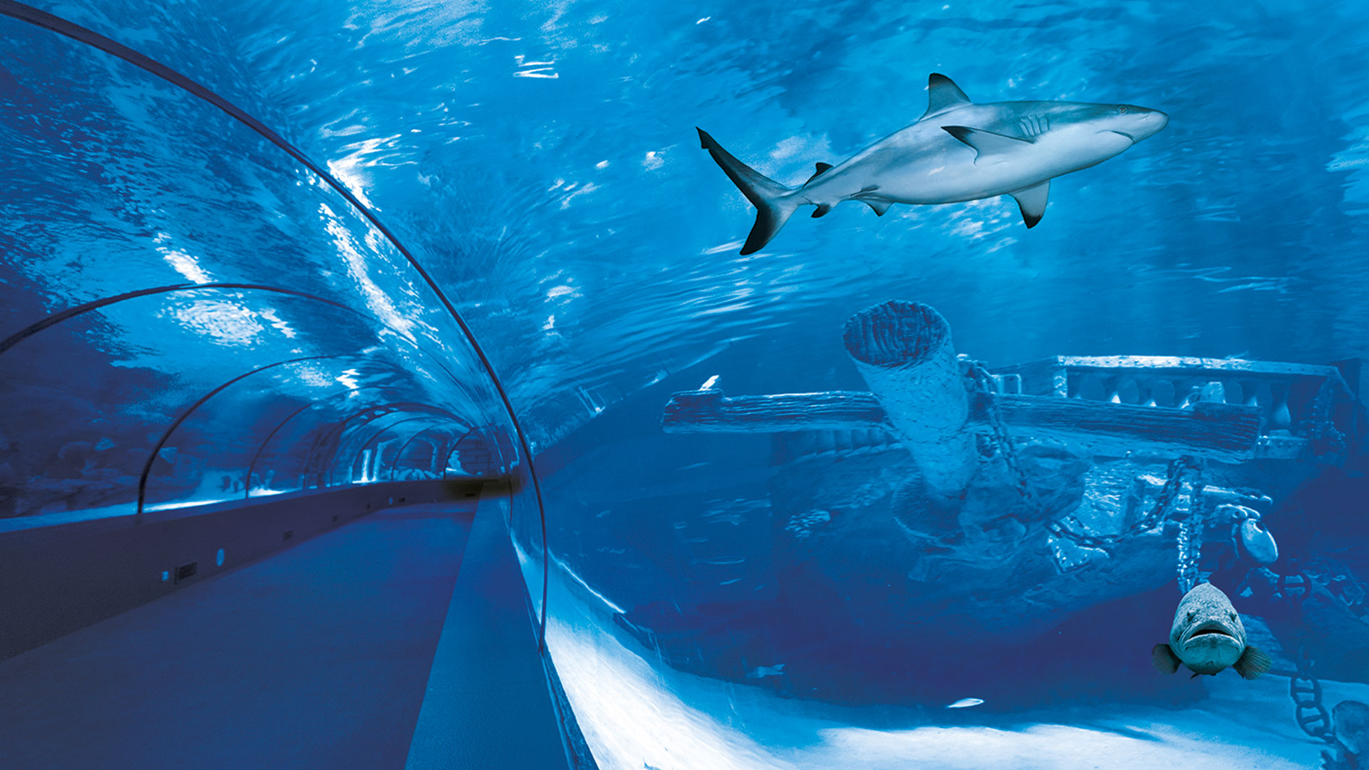 Underwater shark tunnel with shipwreck at Antalya Aquarium operated by ADEC