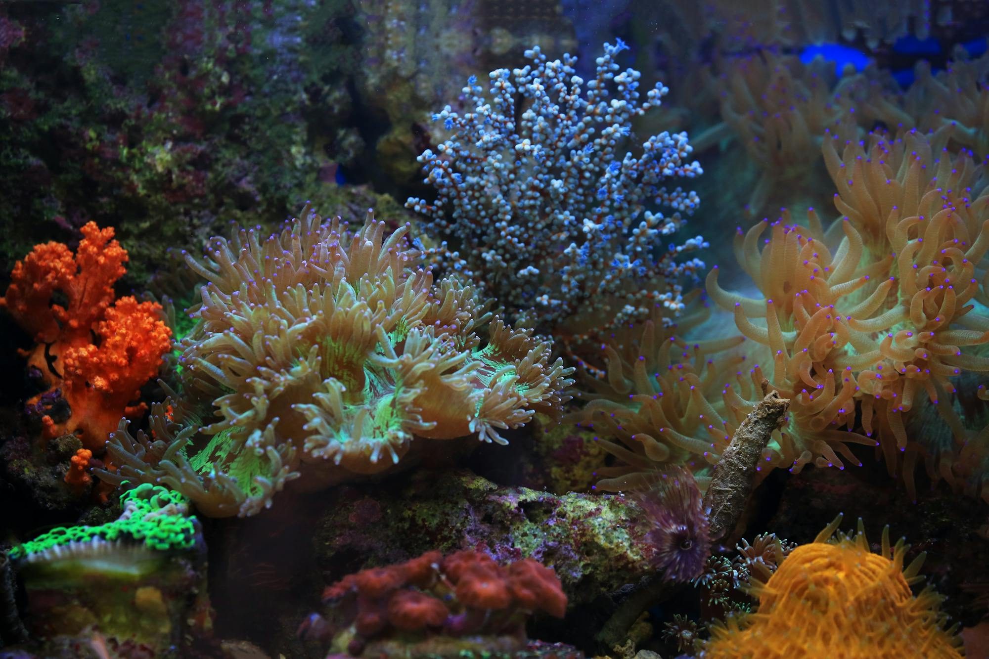 ADEC / Dekor Safari aquarium decoration