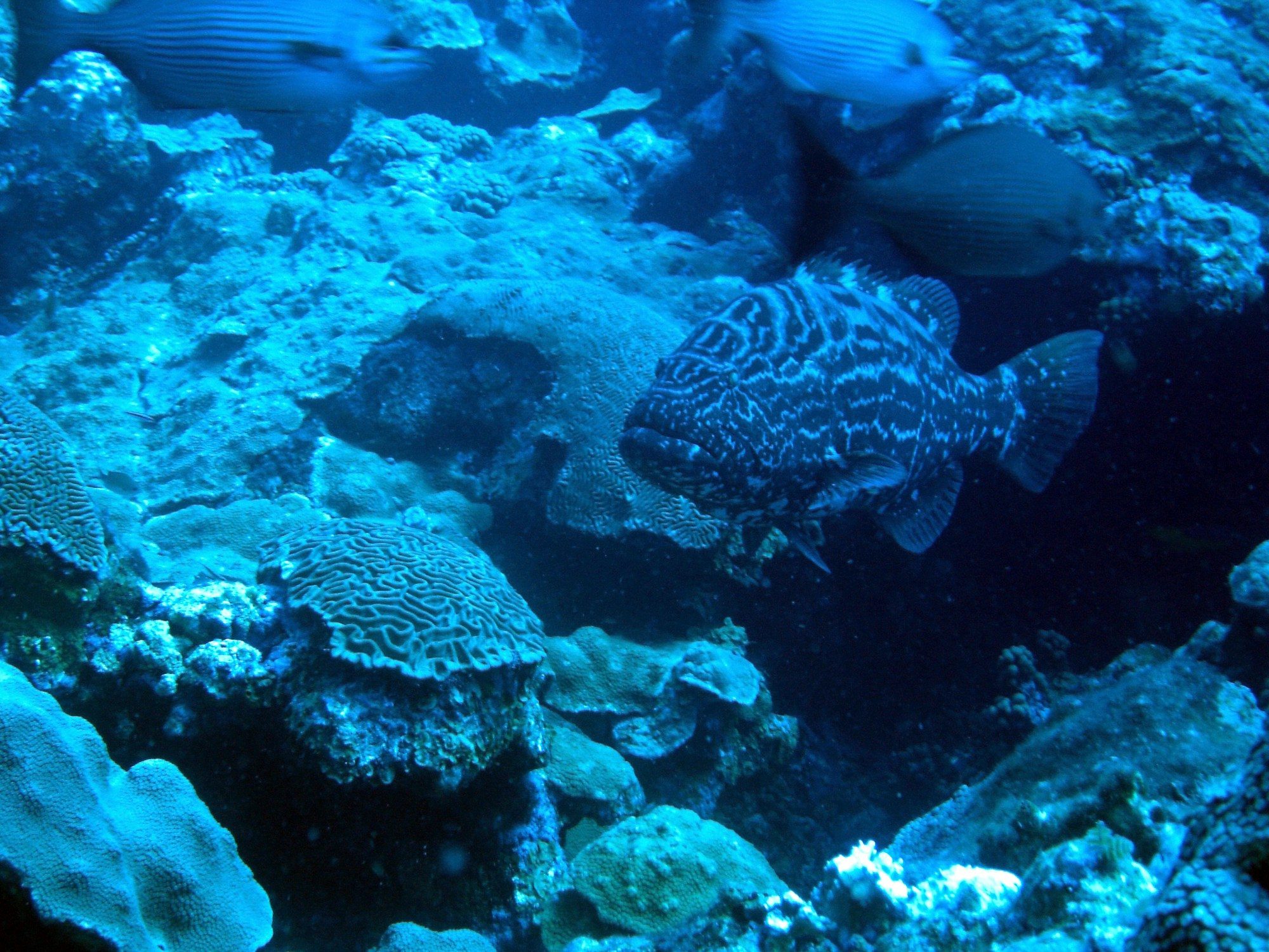 ADEC / Dekor Safari aquarium decoration