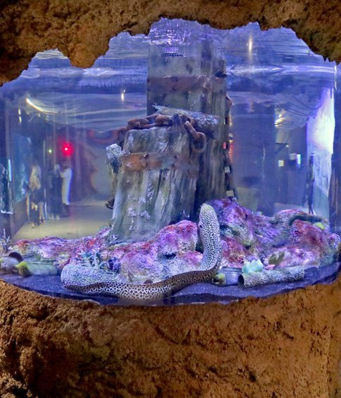 ADEC / Dekor Safari aquarium decoration