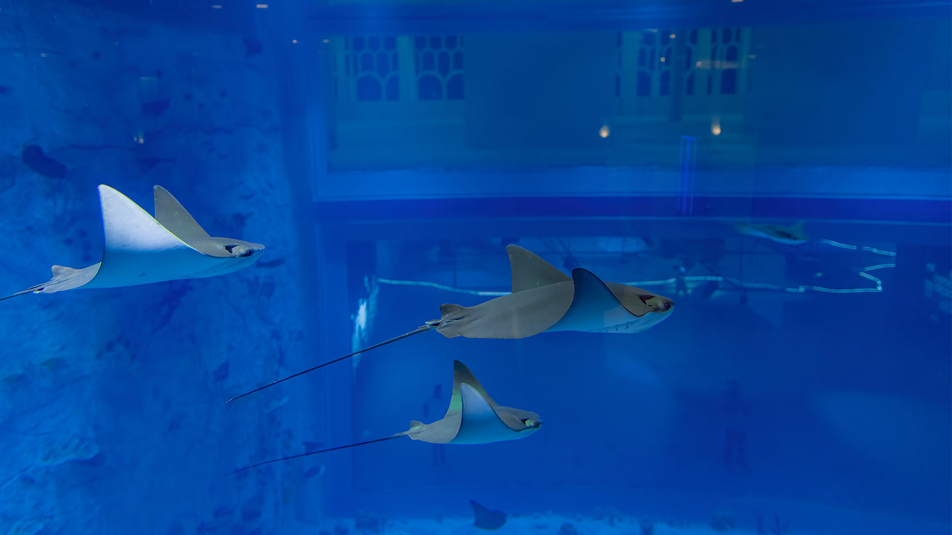Stingrays gliding through a marine display tank at Old Doha Port Aquarium, Qatar