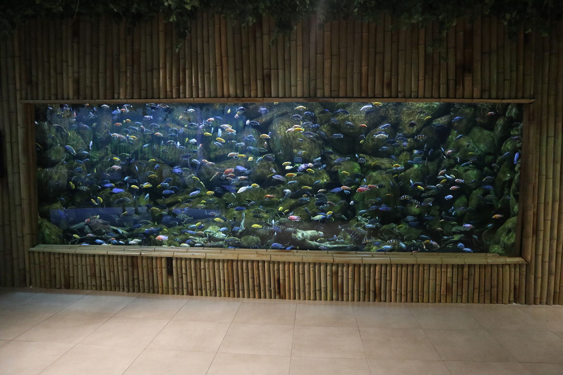 Colourful freshwater cichlid rock tank framed in bamboo at Funtastic Anzali, Iran