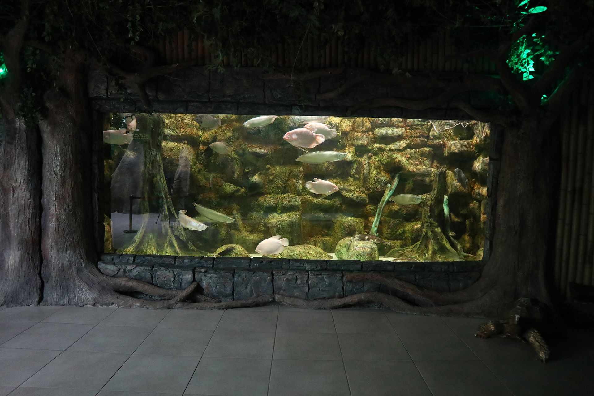 Dark jungle-themed tank with tree roots and pale gourami fish at Funtastic Anzali, Iran