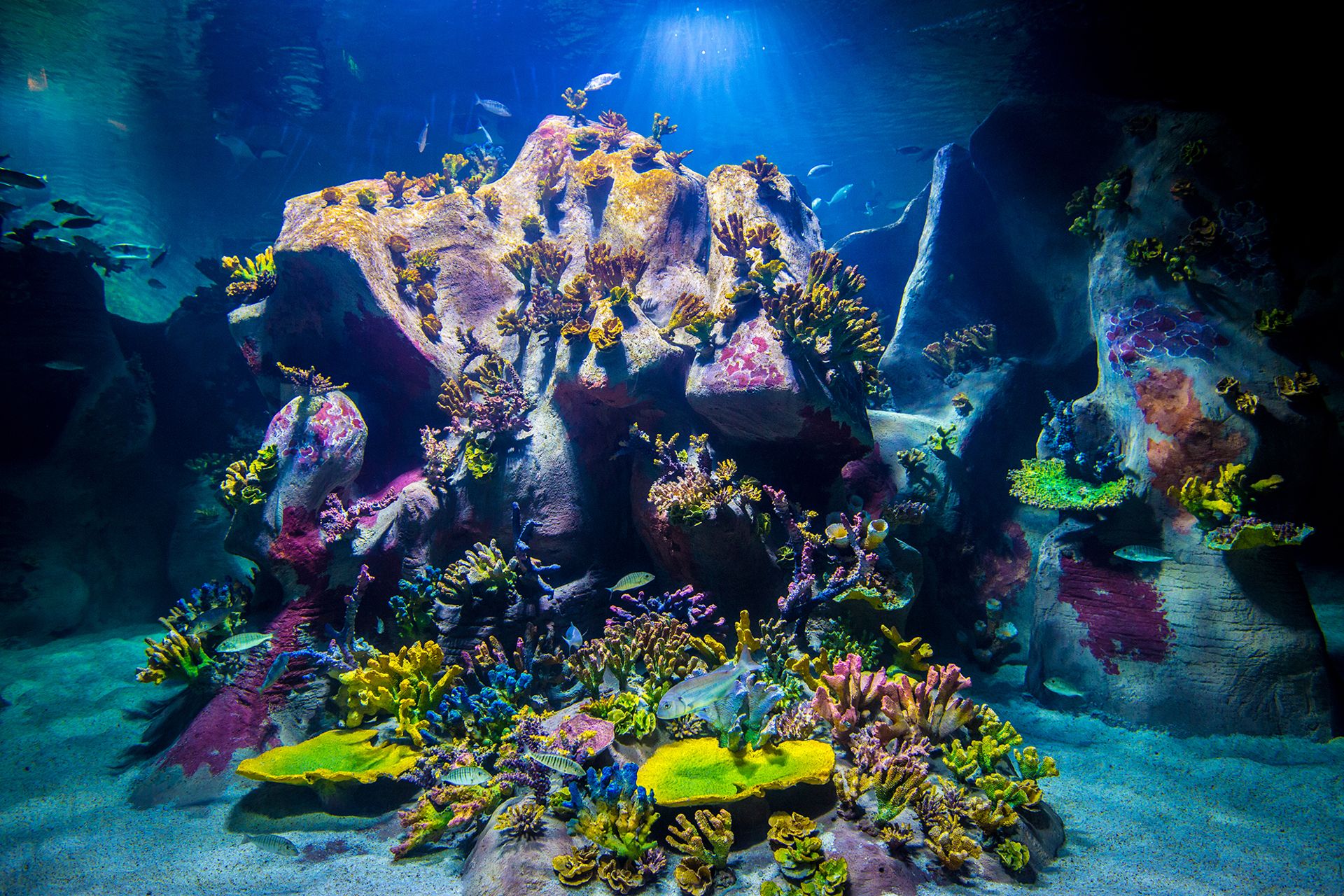 Vibrant colourful coral reef garden exhibit at İzmir Funtastic Aquarium, Türkiye