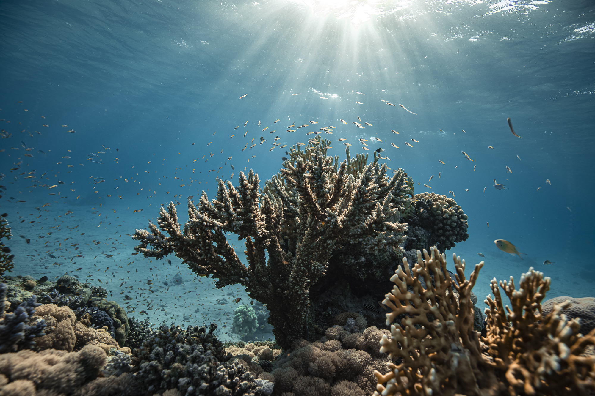 Red Sea coral reef the KAUST Coral Restoration Initiative aims to restore
