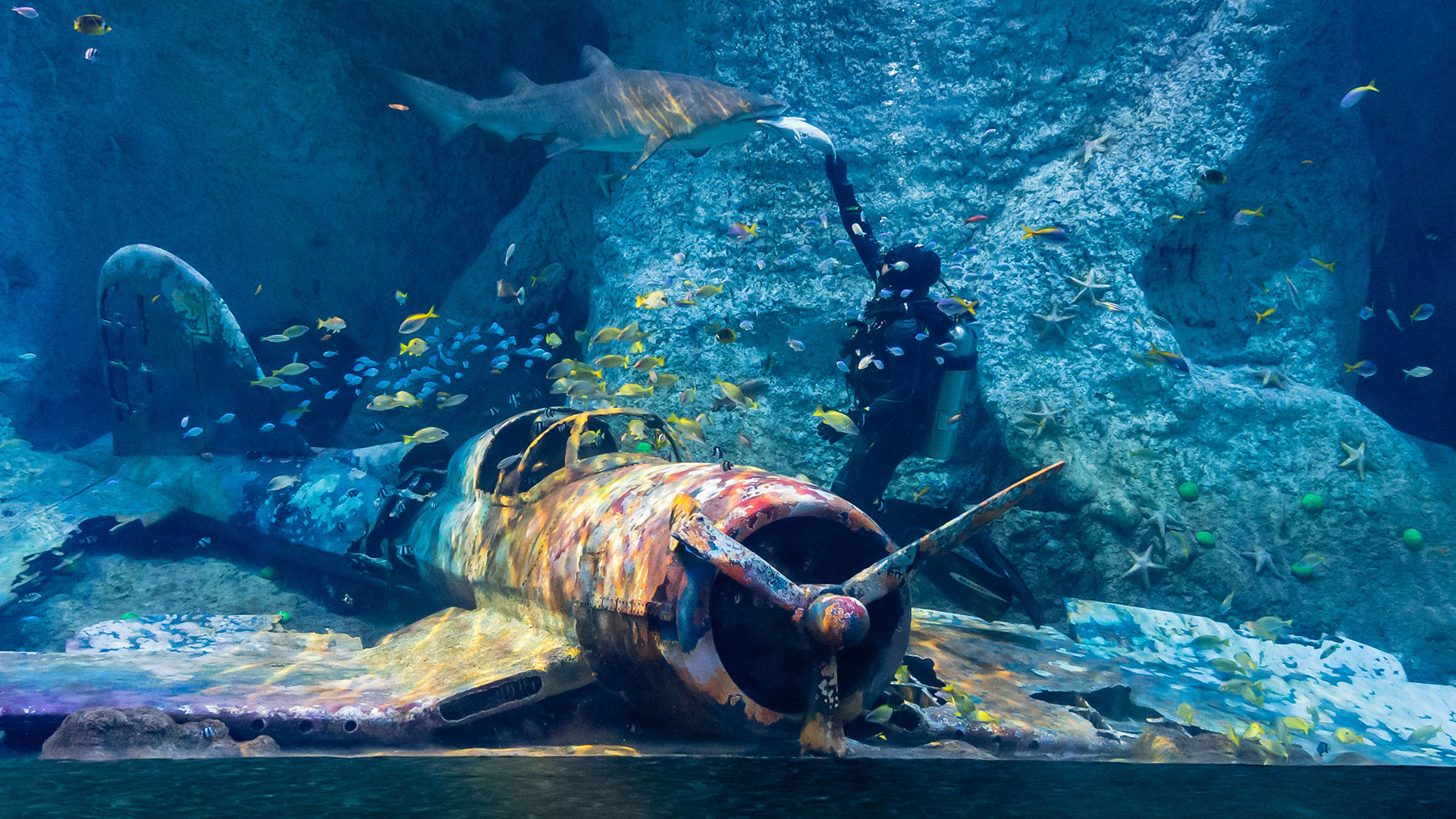 Aircraft wreck exhibit with diver and shark at The National Aquarium Abu Dhabi