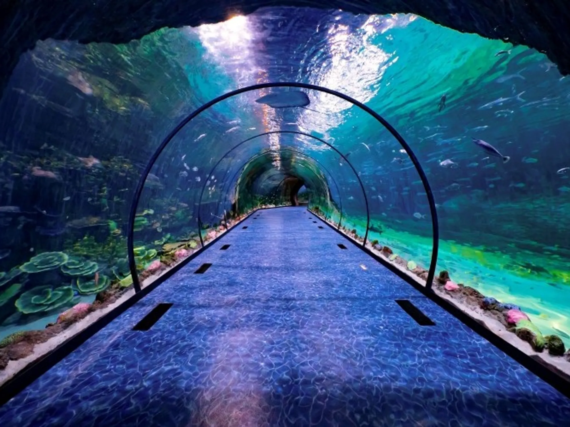 The National Aquarium Abu Dhabi — 55 m underwater acrylic walkthrough tunnel
