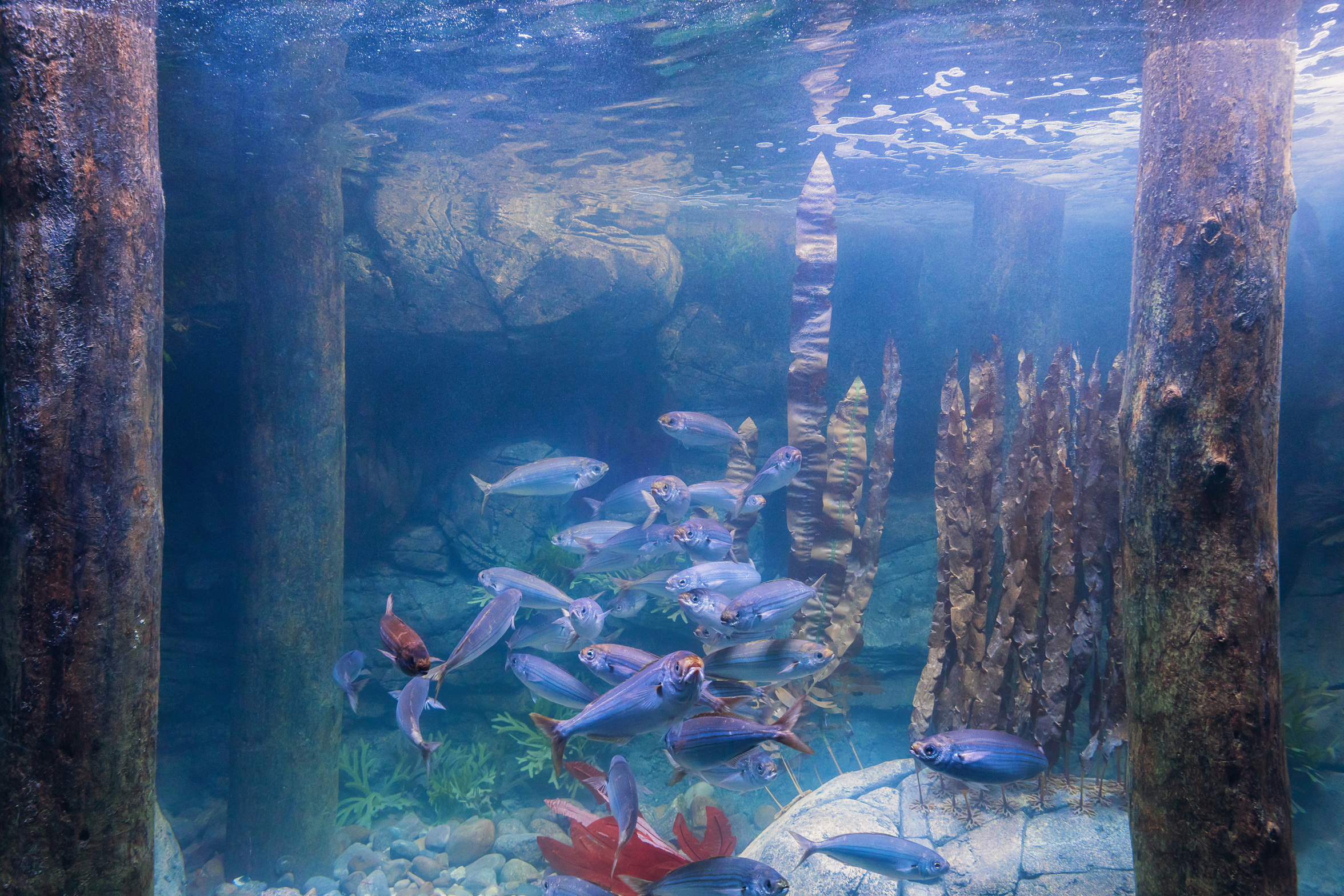 Surf-coast exhibit with wooden posts and schooling fish at OZEANEUM Stralsund