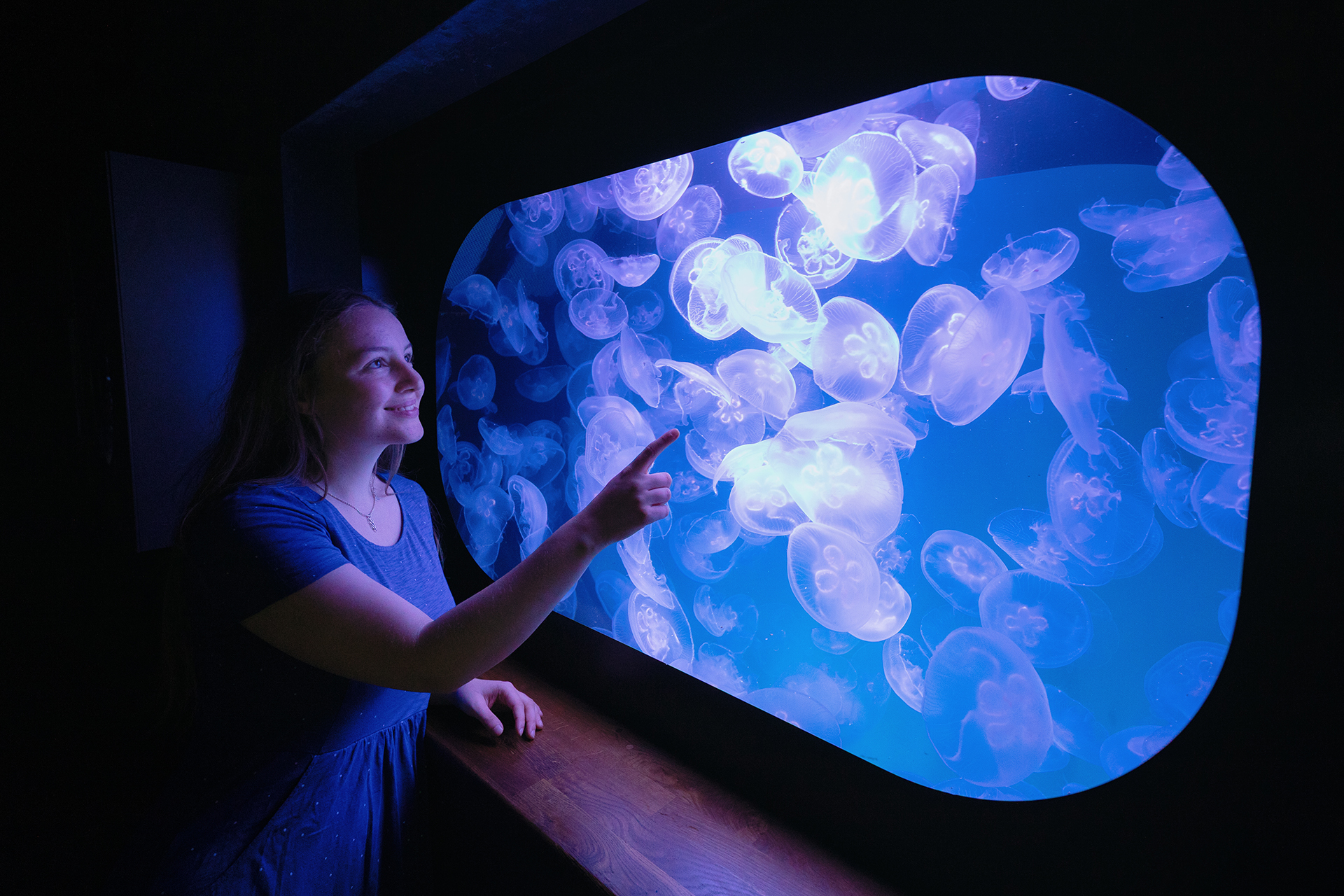 Visitor admiring moon jellyfish in a backlit display at OZEANEUM Stralsund, Germany