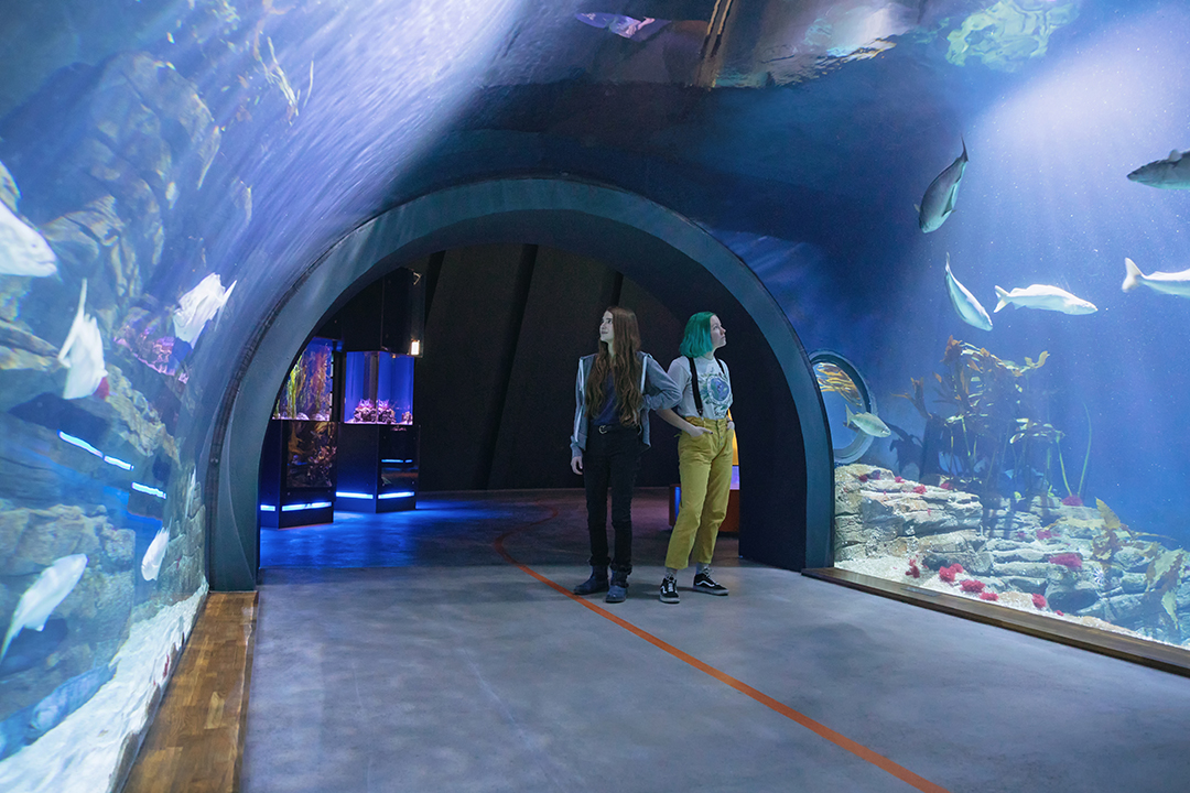 Visitors in the Helgoland underwater tunnel at OZEANEUM Stralsund, Germany