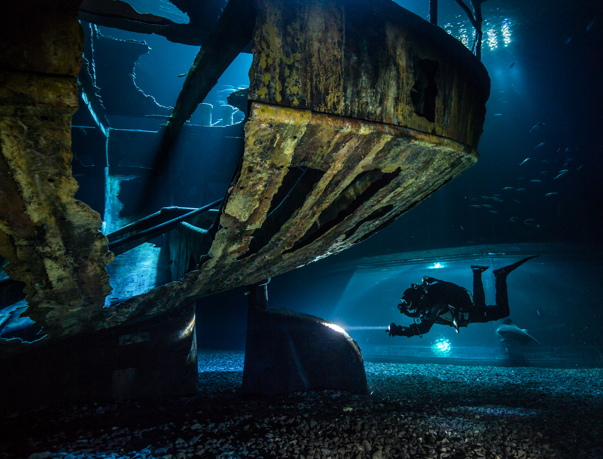 Scuba diver beneath the shipwreck in the Open Atlantic tank at OZEANEUM Stralsund