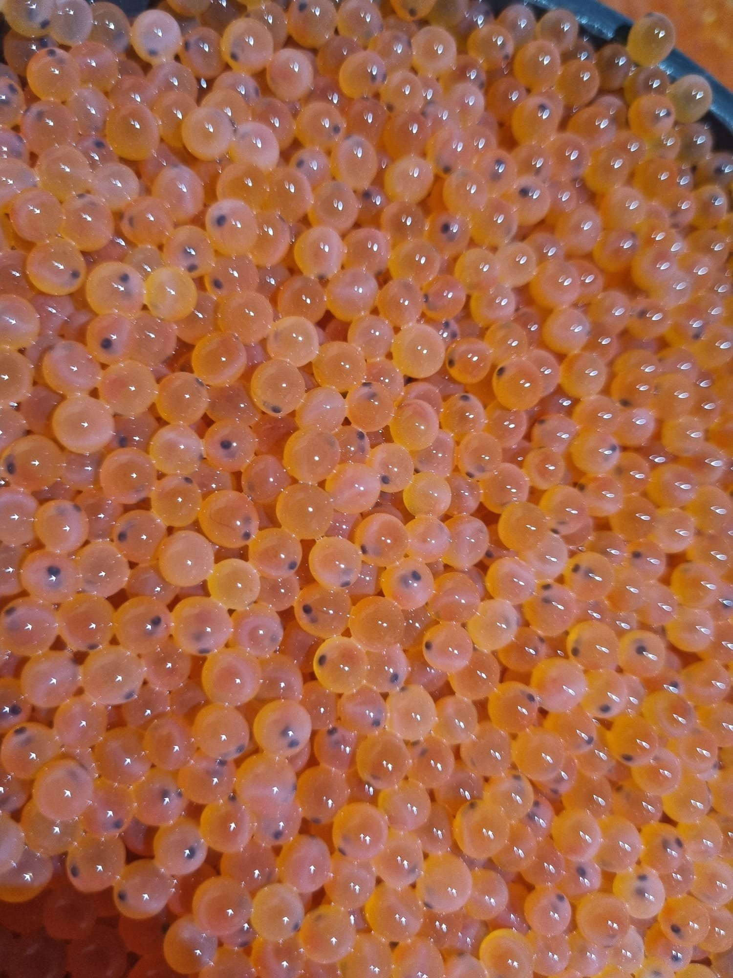 Developing fish eggs in the Milas hatchery