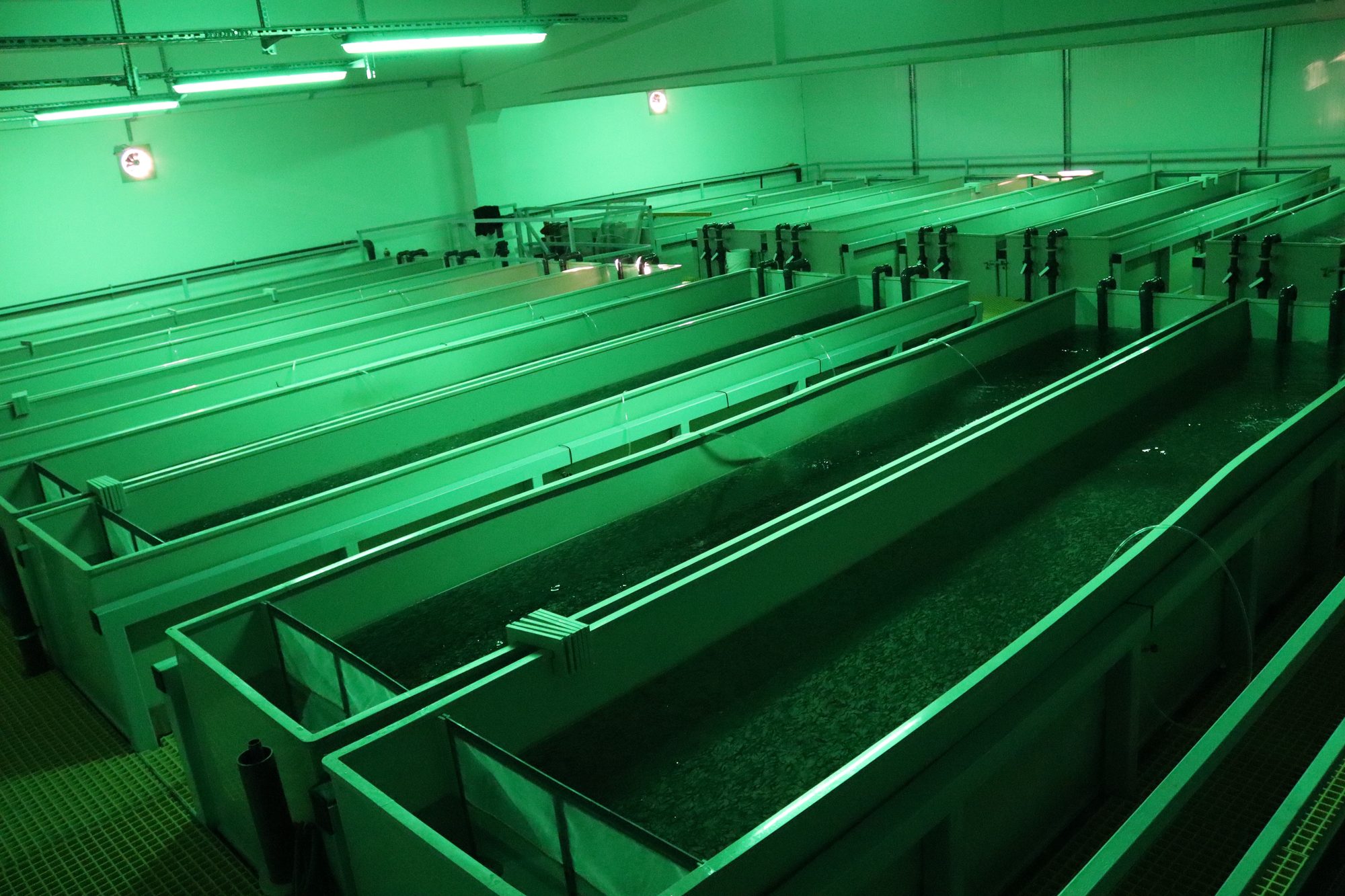 OCEANTECH equipment running in the Milas grow-out raceways