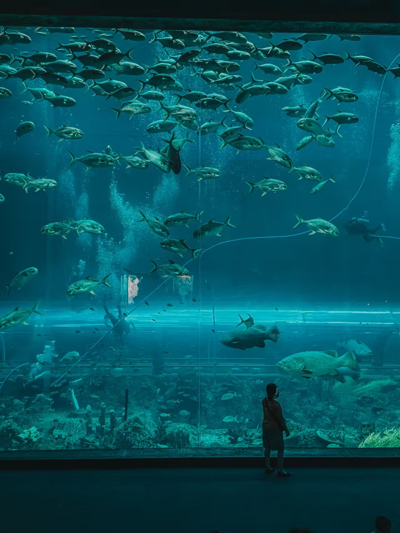 Diver and schooling fish in the giant ocean tank at Sea Shell Aquarium, Vietnam