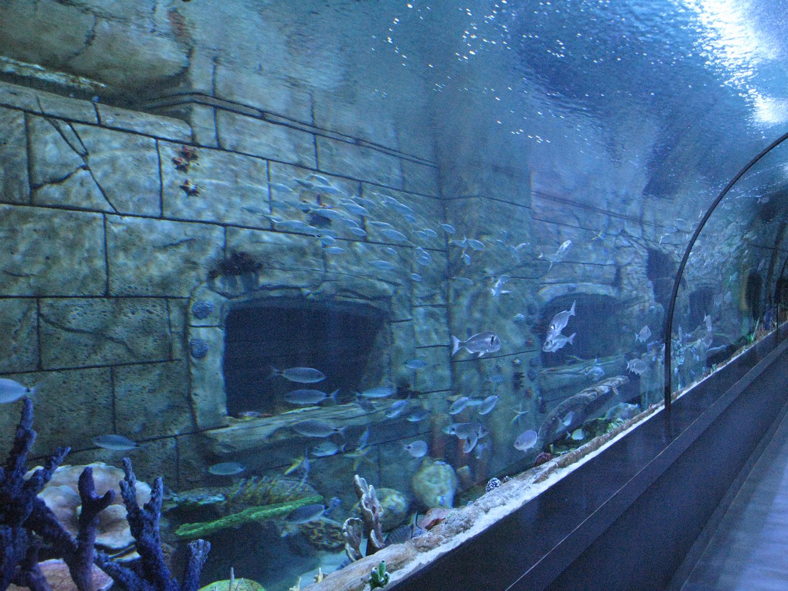 Trabzon Aquarium — immersive walkthrough tunnel with ancient stone theming and a school of fish overhead