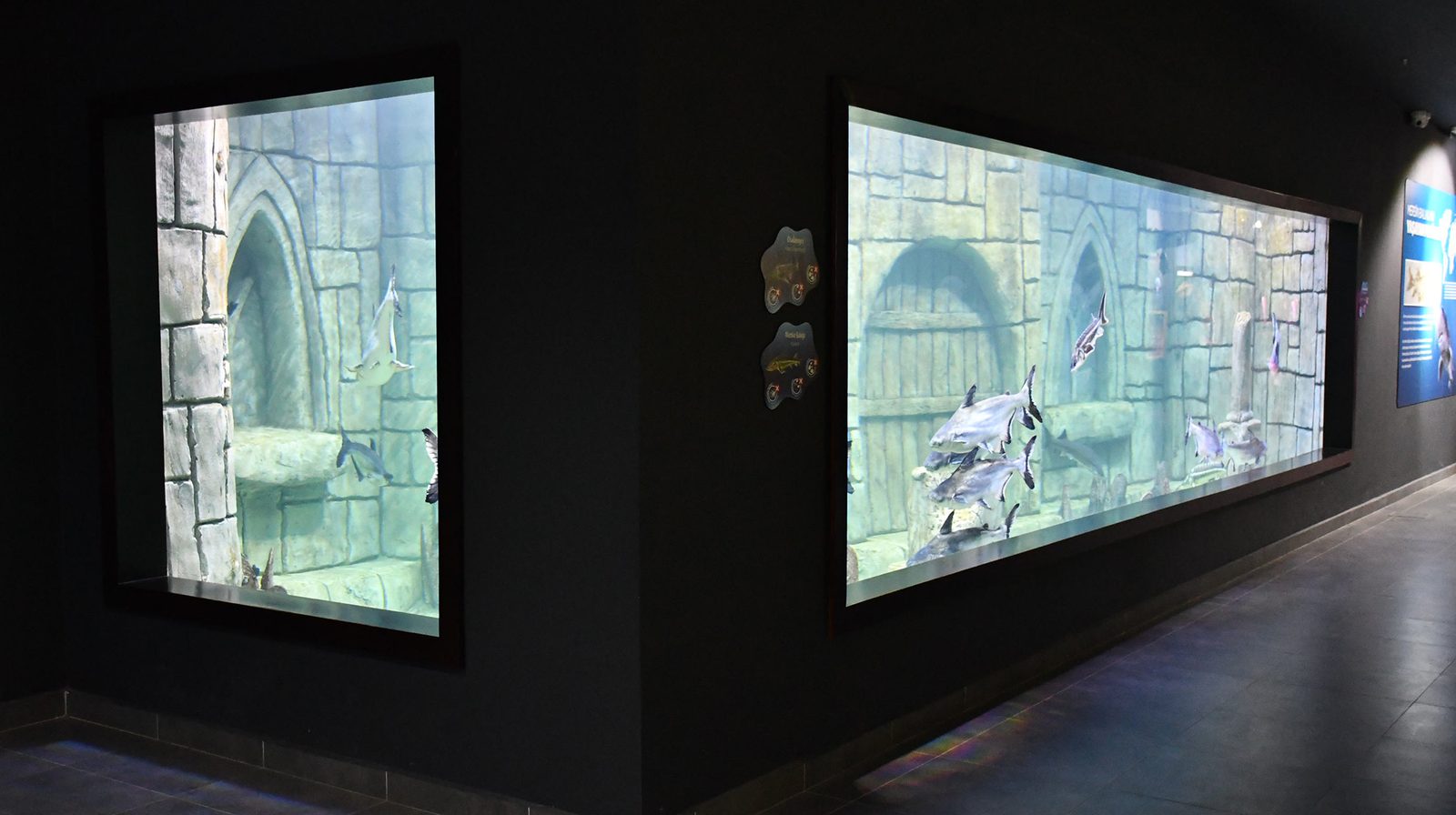 Acrylic walkthrough tunnel at Trabzon Aquarium with a sunken cannon and coral reef theming