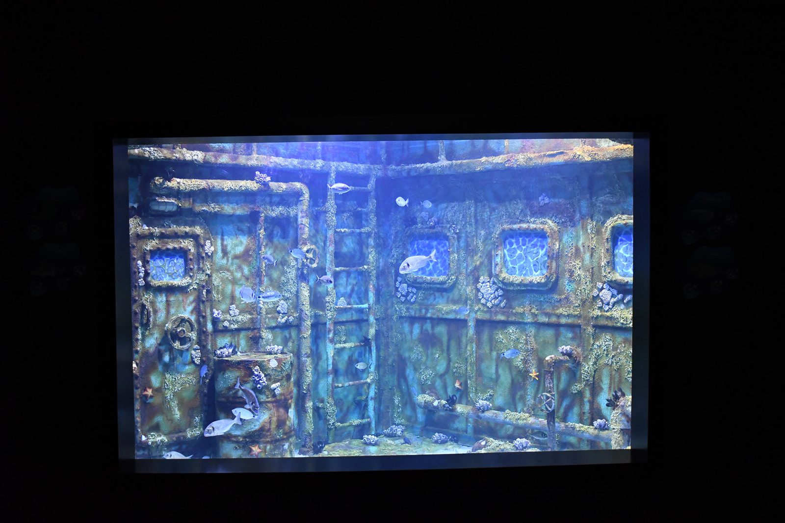 Themed shipwreck panel with rusted hull, portholes and reef fish at Trabzon Aquarium, Türkiye