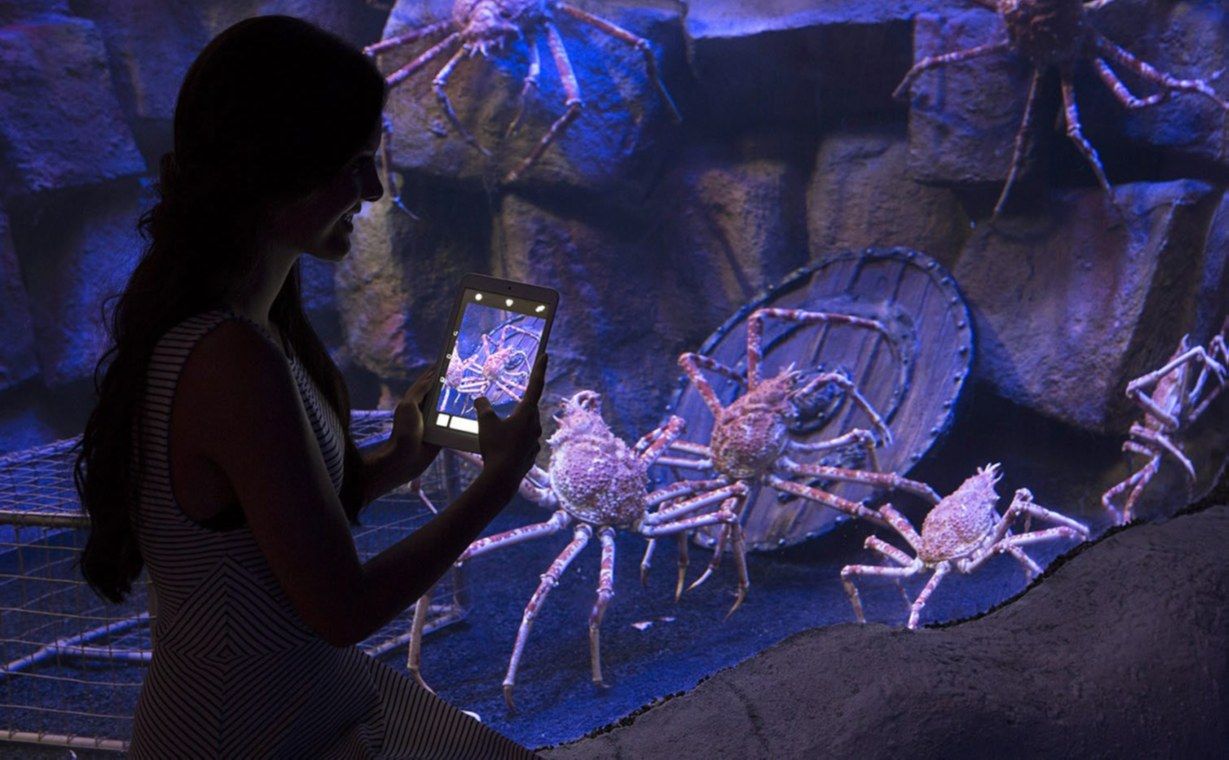 Visitor photographing giant Japanese spider crabs at Via Sea Aquarium, Istanbul
